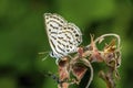 Leptotes plinius, zebra blue or plumbago blue butterfly, Lycaenidae found in Sri Lanka to Australia